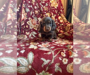 Dachshund Puppy for sale in NAPPANEE, IN, USA