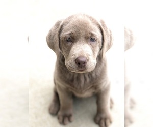 Labrador Retriever Puppy for Sale in HENDERSONVILLE, Tennessee USA