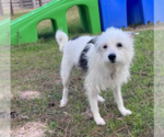 Small #1 Mutt