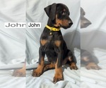 Small #2 Doberman Pinscher