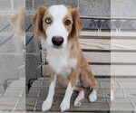 Small #1 Australian Shepherd