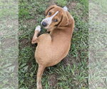 Small #1 Mutt