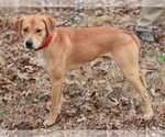 Small #2 Mountain Cur Mix
