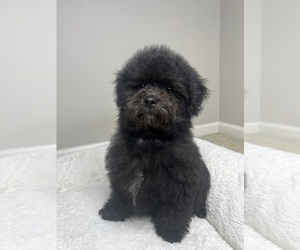 Maltipoo Puppy for sale in VALDOSTA, GA, USA