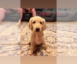 Small Photo #11 Goldendoodle Puppy For Sale in DENVER, NC, USA