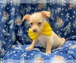 Small Photo #10 Chipin Puppy For Sale in LAKELAND, FL, USA
