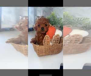 Poodle (Toy) Puppy for sale in PLAINFIELD, IL, USA