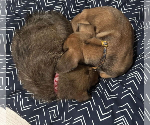 Medium Photo #6 Labbe Puppy For Sale in Princeton, MN, USA