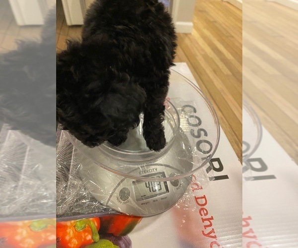 Medium Photo #2 Poodle (Miniature) Puppy For Sale in JERSEY CITY, NJ, USA