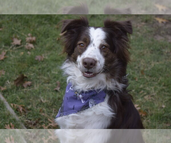 Medium Photo #2 Australian Shepherd Puppy For Sale in Dallas, TX, USA