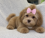 Charlie - Female ShihPoo Puppy for Sale - Small photo