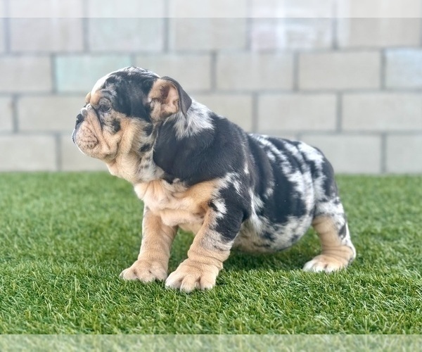 Medium Photo #32 English Bulldog Puppy For Sale in CHARLESTON, SC, USA
