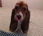 Small Photo #1 Basset Hound Puppy For Sale in SODDY DAISY, TN, USA