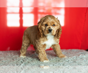 Medium Cocker Spaniel