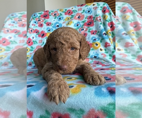 Medium Photo #1 Goldendoodle Puppy For Sale in LOWVILLE, NY, USA
