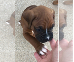 Small #4 Boxer