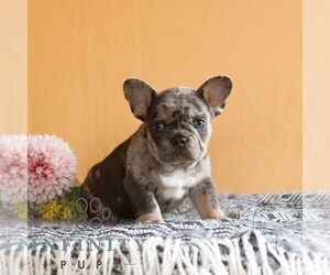 French Bulldog Puppy for sale in EAST EARL, PA, USA
