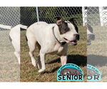 Small #12 American Pit Bull Terrier