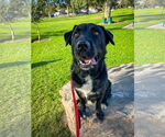 Small Labrador Retriever Mix