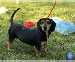 HOMER AND MARGE - Male Doxle Dog for Adoption - Photo #3
