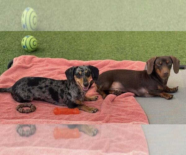 Medium Photo #1 Dachshund Puppy For Sale in oakland, FL, USA