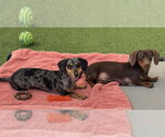 Small Dachshund