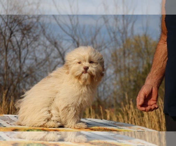 Medium Photo #26 ShihPoo Puppy For Sale in DYERSBURG, TN, USA