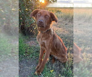 June Carter - Female Golden Shepherd Dog for Adoption - Photo #33