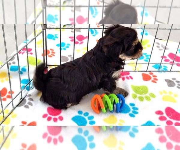 Medium Photo #2 Havashire Puppy For Sale in ORO VALLEY, AZ, USA