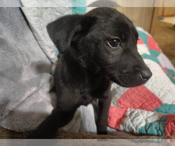 Medium Photo #5 Labrador Retriever-Unknown Mix Puppy For Sale in Boston, MA, USA