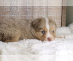 Small Photo #4 Miniature Australian Shepherd Puppy For Sale in STAFFORD, VA, USA