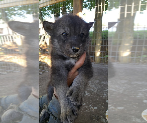 Medium Photo #6 German Shepherd Dog-Wolf Hybrid Mix Puppy For Sale in DALTON, OH, USA