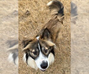 Mutt Dogs for adoption in Newfoundland, PA, USA