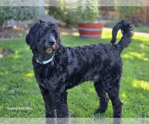 Shadowfax - Male Labradoodle Dog for Adoption - Photo #2