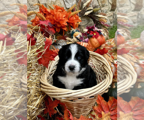 Medium Photo #2 Bordernese Puppy For Sale in LATROBE, PA, USA
