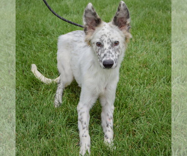 Medium Photo #2 Australian Shepherd Puppy For Sale in Huntley, IL, USA