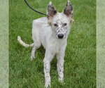 Small #1 Australian Shepherd