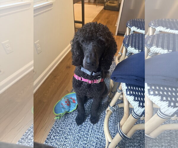 Medium Photo #9 Poodle (Standard)-Unknown Mix Puppy For Sale in Oakhurst, NJ, USA