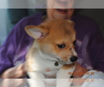 Small Photo #7 Pembroke Welsh Corgi Puppy For Sale in FALLS CITY, OR, USA