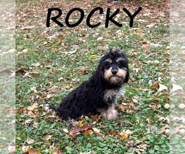 Medium Photo #1 Cavapoo Puppy For Sale in HARTLAND, MN, USA