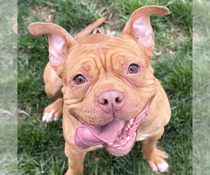 Mutt Dogs for adoption in Jefferson, WI, USA