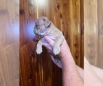 Small Photo #4 Bulldog Puppy For Sale in GREERS FERRY, AR, USA