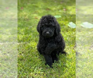 Labradoodle Puppy for sale in TIMMONSVILLE, SC, USA