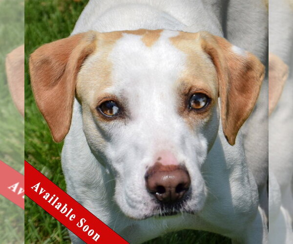 Medium Photo #1 American Foxhound-Beagle Mix Puppy For Sale in Huntley, IL, USA