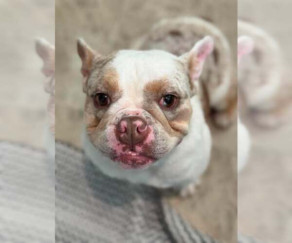 Medium Photo #4 French Bulldog Puppy For Sale in Visalia, CA, USA