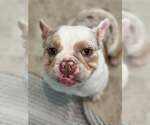 Small #3 French Bulldog