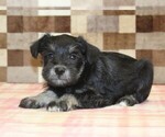 Small #1 Schnauzer (Miniature)