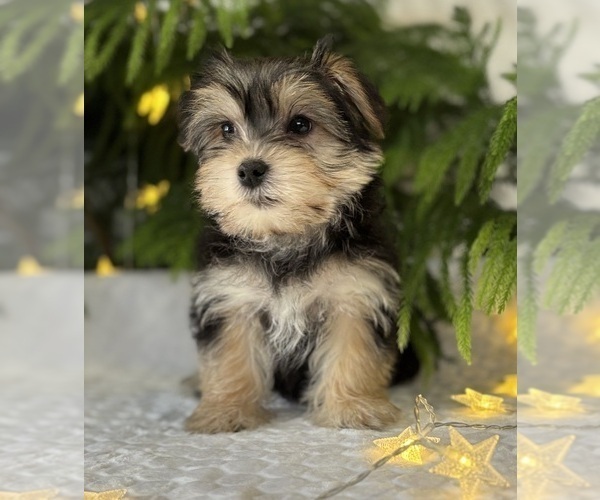 Medium Photo #6 Morkie Puppy For Sale in ROCK STREAM, NY, USA