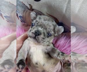 French Bulldog Puppy for Sale in CARTHAGE, Texas USA