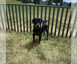 Small #4 Doberman Pinscher
